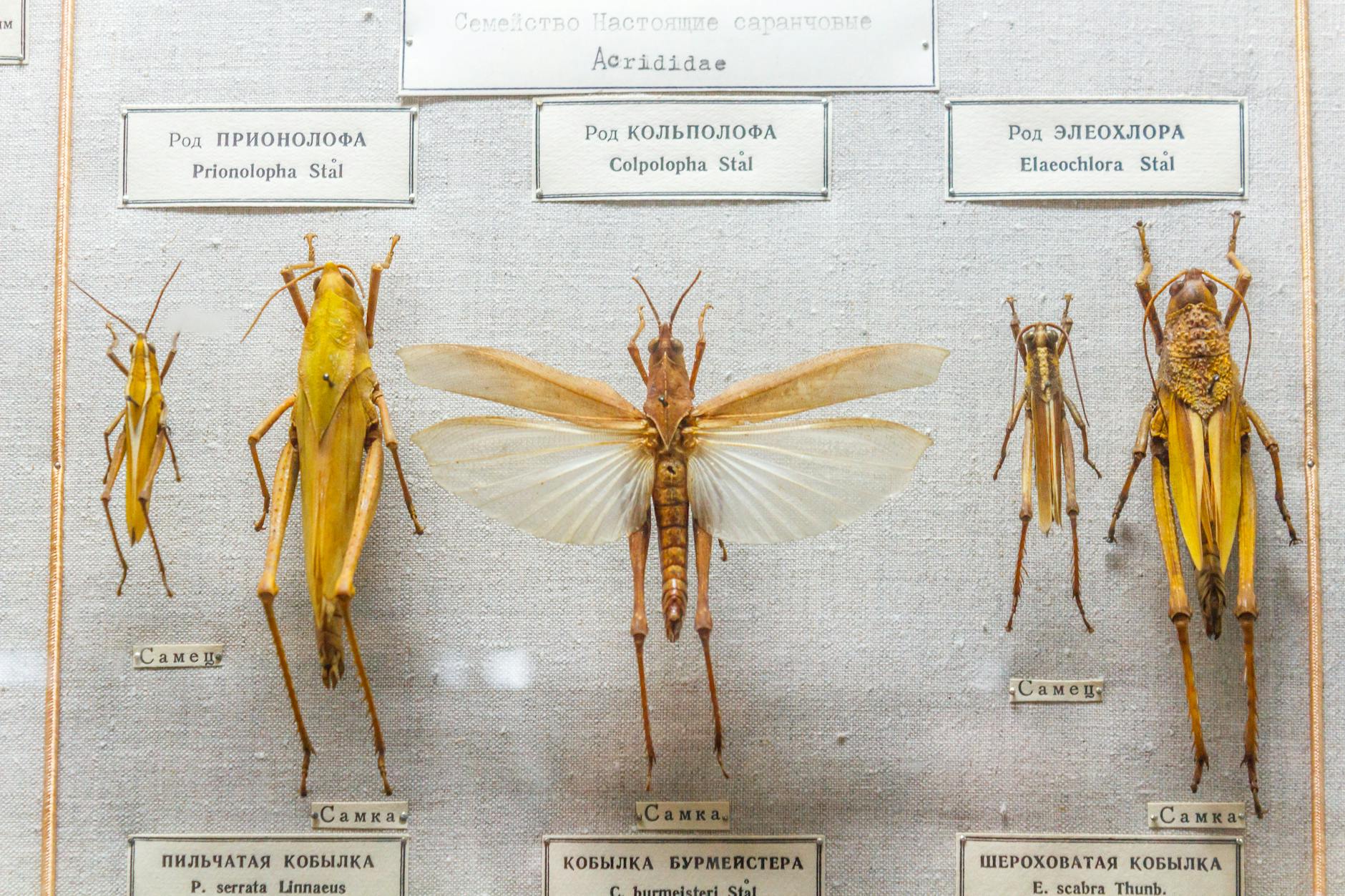 Kibice Stali Stalowa Wola podczas meczu ze Śląskiem II Wrocław na stadionie wrocławskim