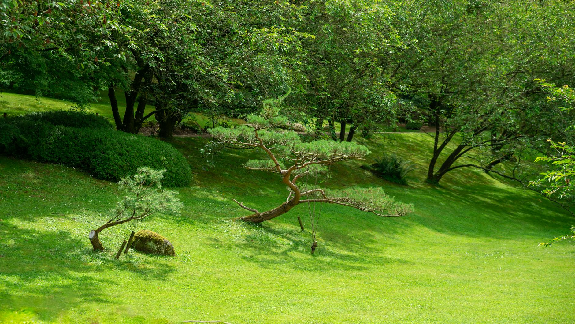 Wiosenna panorama Arboretum w Wojsławicach z kwitnącymi rododendronami, symbolizująca piękno i bezpieczeństwo Wrocławia.